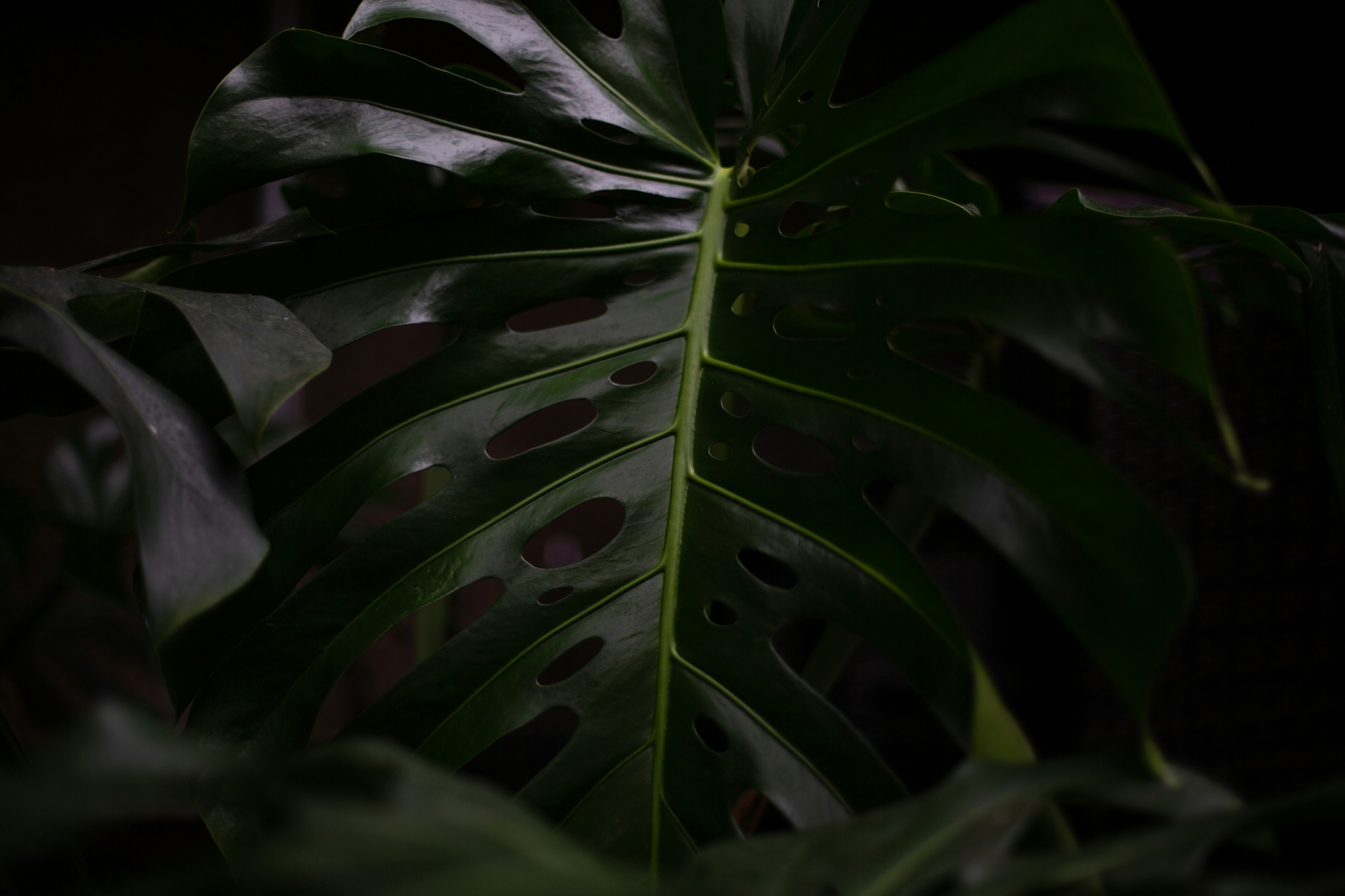 Photo by blackprojection