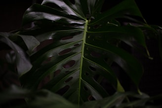 a large green leaf with holes in it