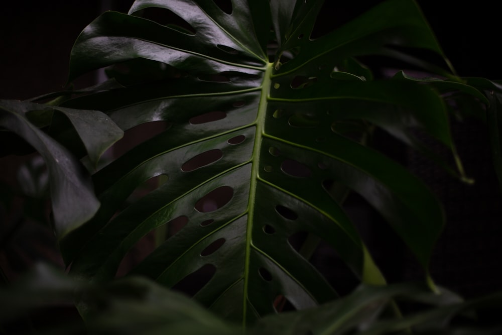 a large green leaf with holes in it