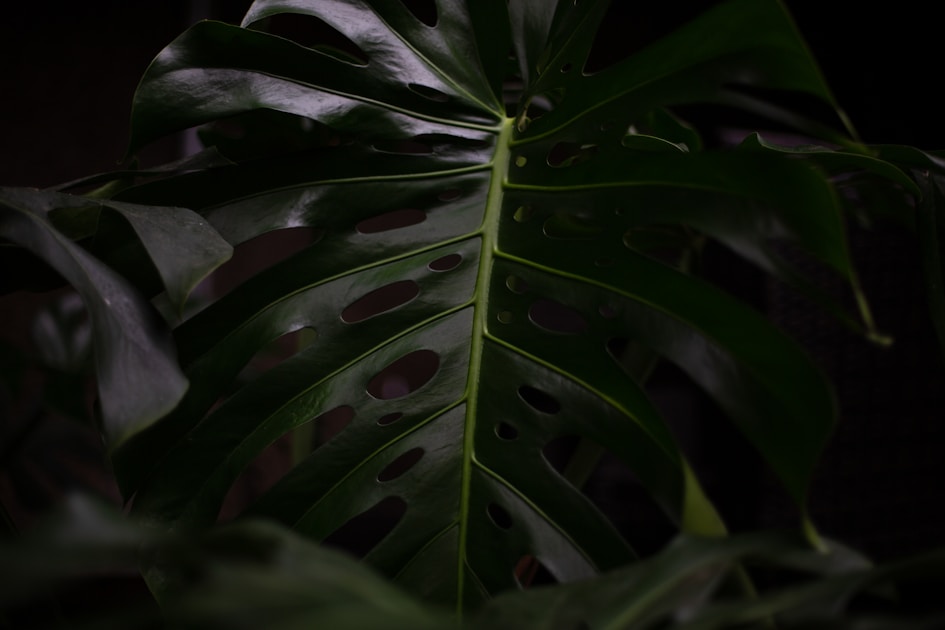 Plants for north facing balcony — helpful reference illustration