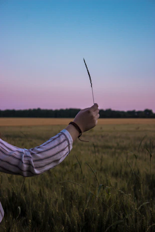 A farmer holding freshly harvested wheat stalks in a sunny field.