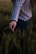 Close-up of hands gently holding a blooming wheat stalk in a sunlit field.