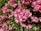 A dense cluster of vibrant pink roses in full bloom, surrounded by lush green foliage. The petals are delicately layered, creating a rich texture and depth. Sunlight highlights the blossoms, enhancing their vivid hue and casting gentle shadows.