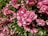 A dense cluster of vibrant pink roses in full bloom, surrounded by lush green foliage. The petals are delicately layered, creating a rich texture and depth. Sunlight highlights the blossoms, enhancing their vivid hue and casting gentle shadows.