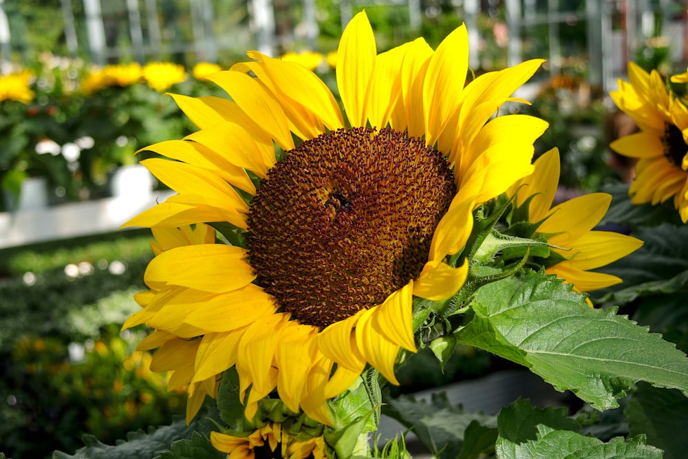 blooming sunflower