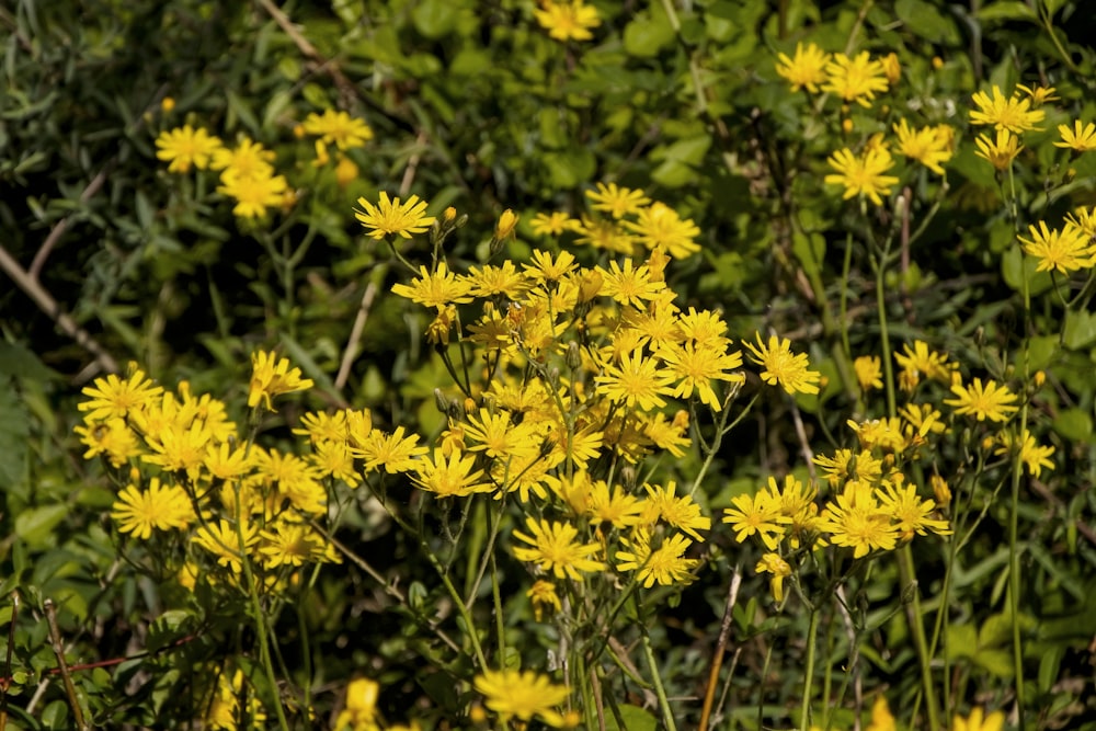 Fotografía de primer plano de flor de pétalos amarillos