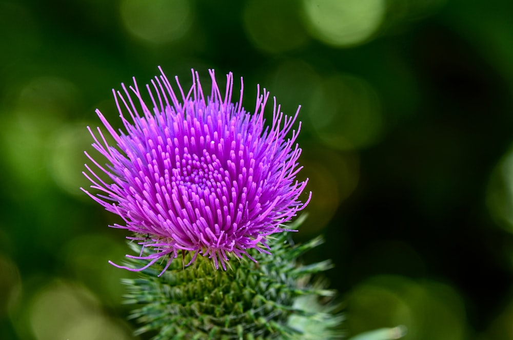 purple flower