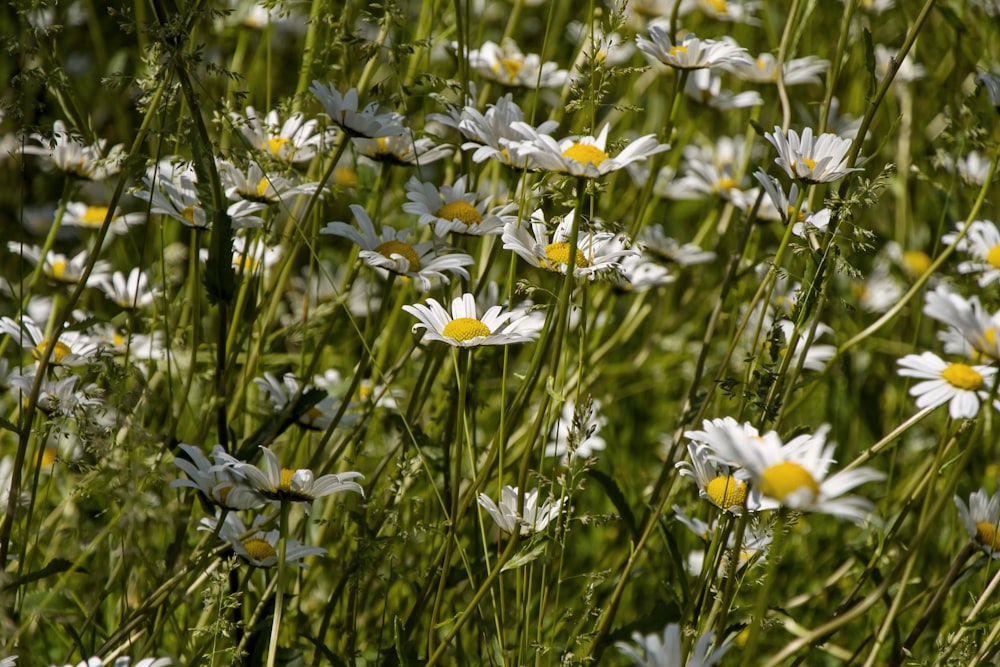 selective focus photography of white daisy flowers in bloom during daytime