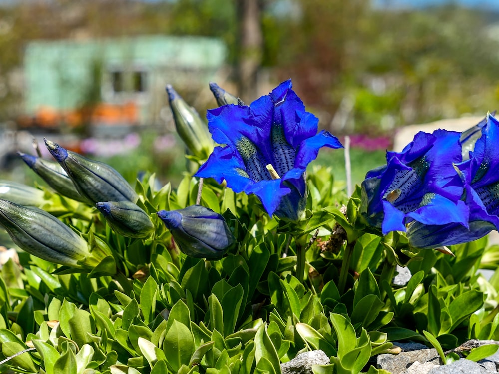 blue-petaled flowers during day