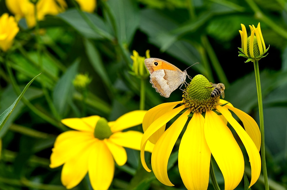 butterfly and bee perching on yellow flower