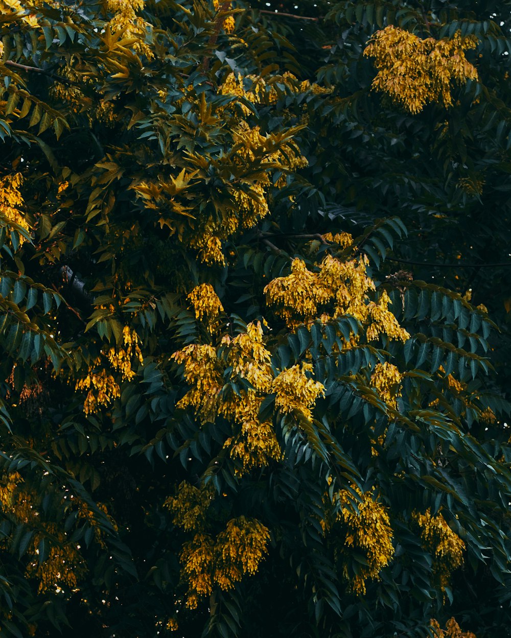 gelbblättriger blühender Baum