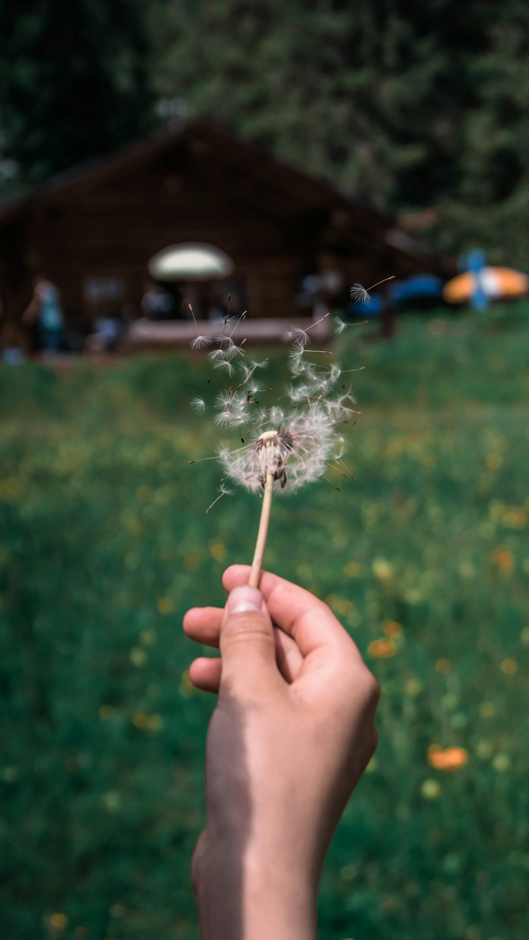 white dandelion flower