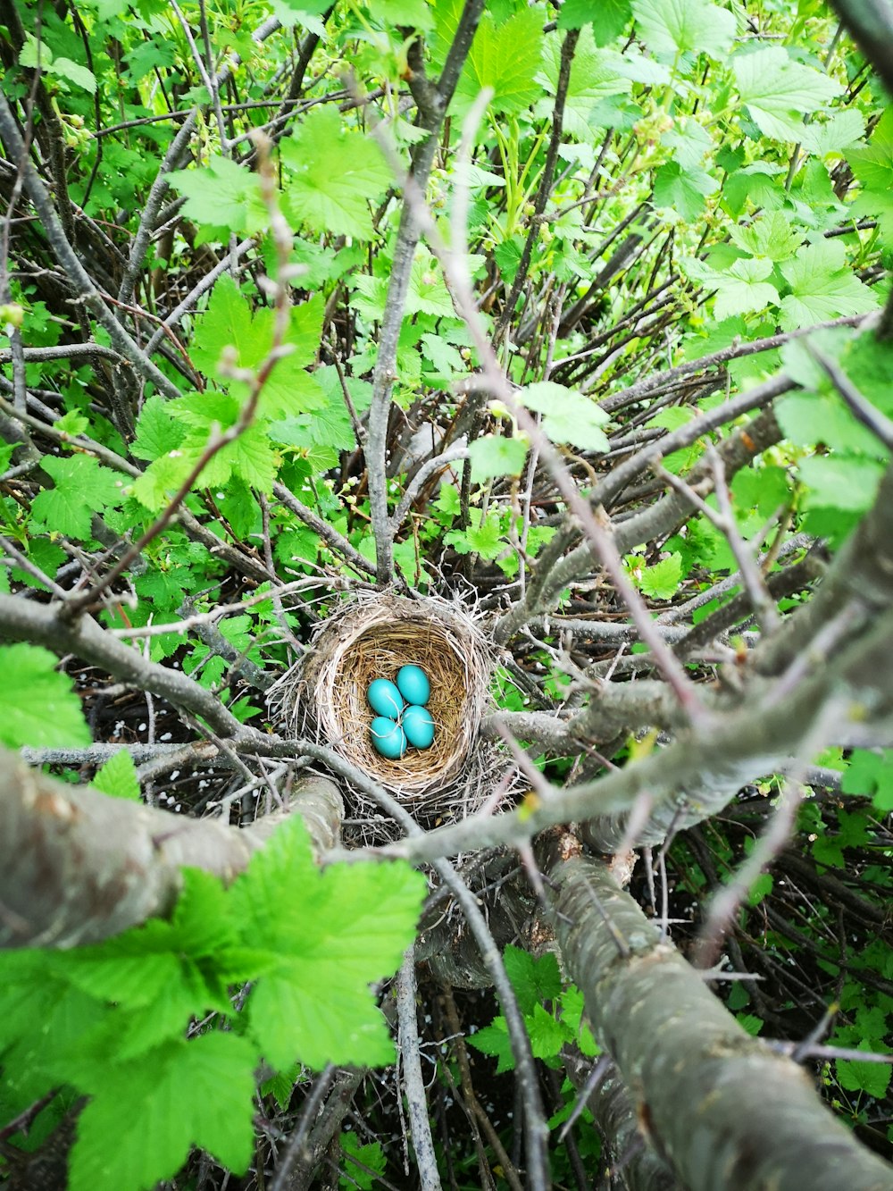 Blaue Eier auf dem Nest