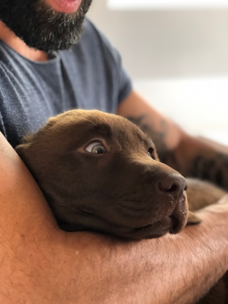 Puppy Training First Week: The Essential Day-by-Day Guide
