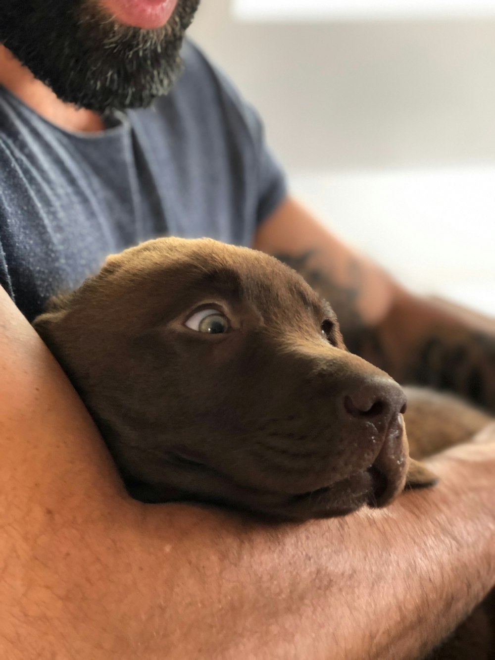 person in grey crew-neck t-shirt hugging dog