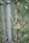 A metal fence intertwined with a vine featuring green leaves. The fence has both vertical and diagonal elements, with some rust visible on the metal. The background is blurred, showcasing a green and natural setting.