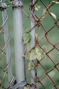 A metal fence intertwined with a vine featuring green leaves. The fence has both vertical and diagonal elements, with some rust visible on the metal. The background is blurred, showcasing a green and natural setting.