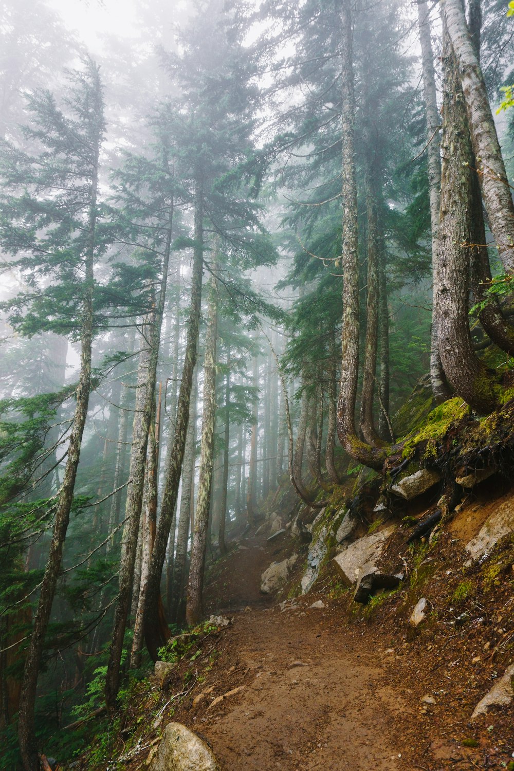 tall and green trees covered with fogs