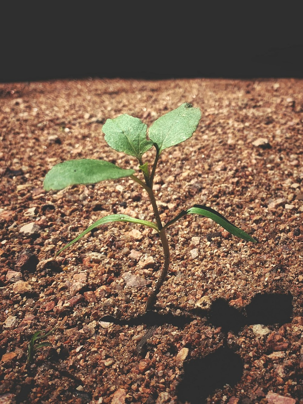 green-leafed plant