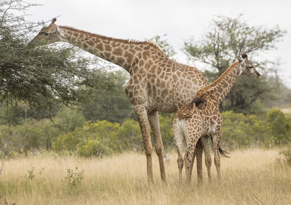 two brown giraffes