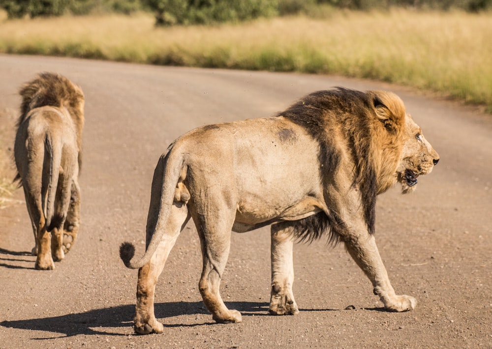 two lions crossing road