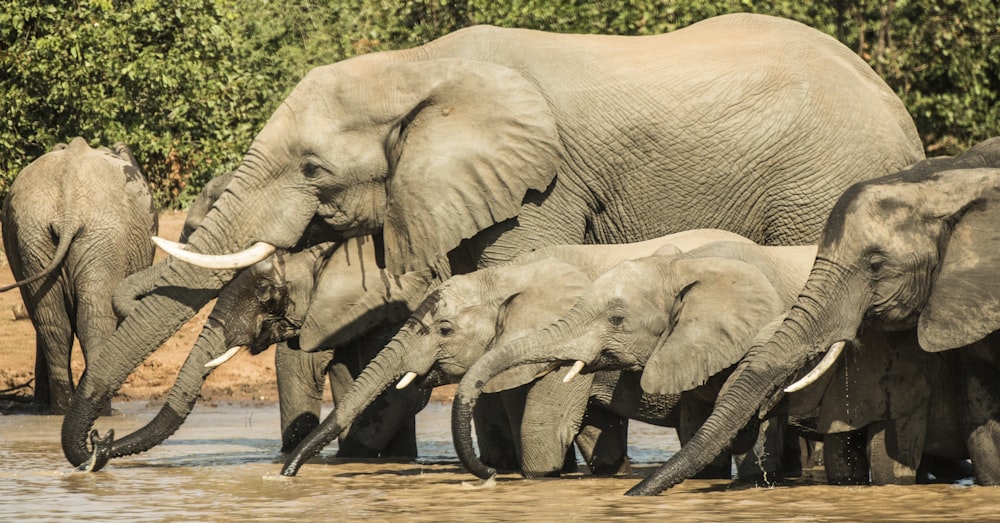 éléphants bruns