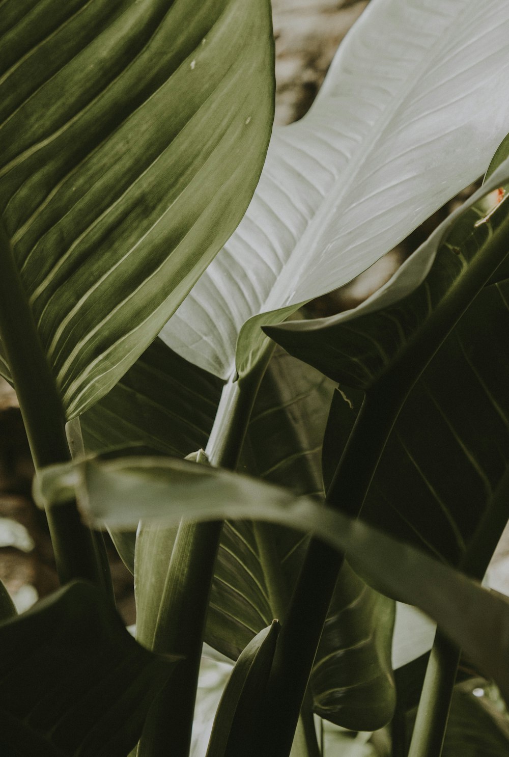 plante à feuilles vertes