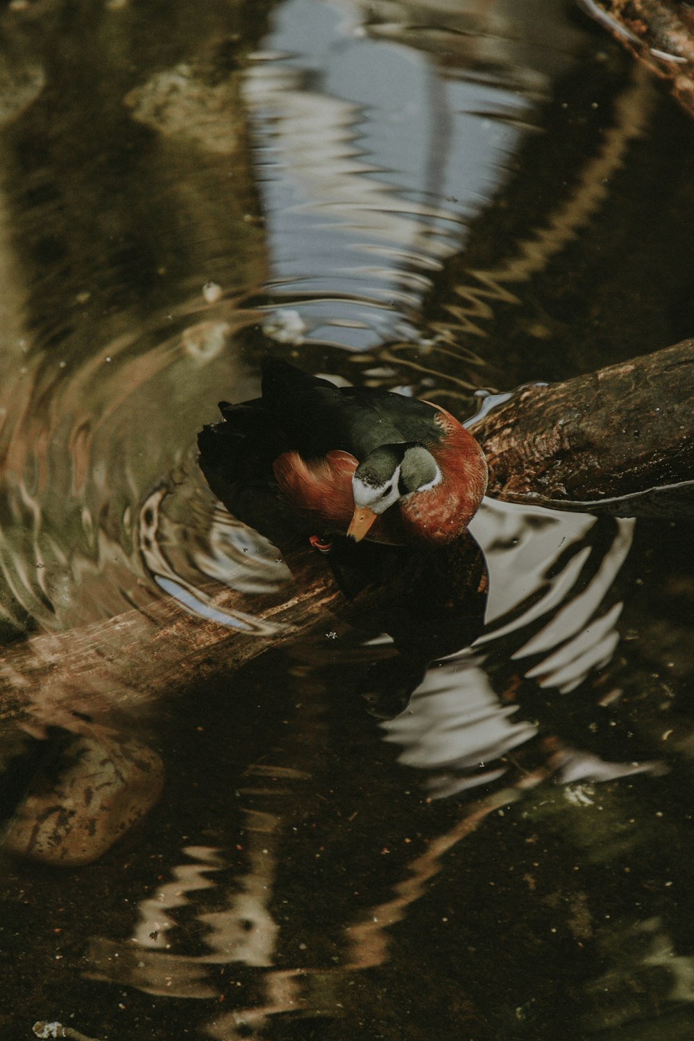 red and black mallard duck on water with fallen tree bark