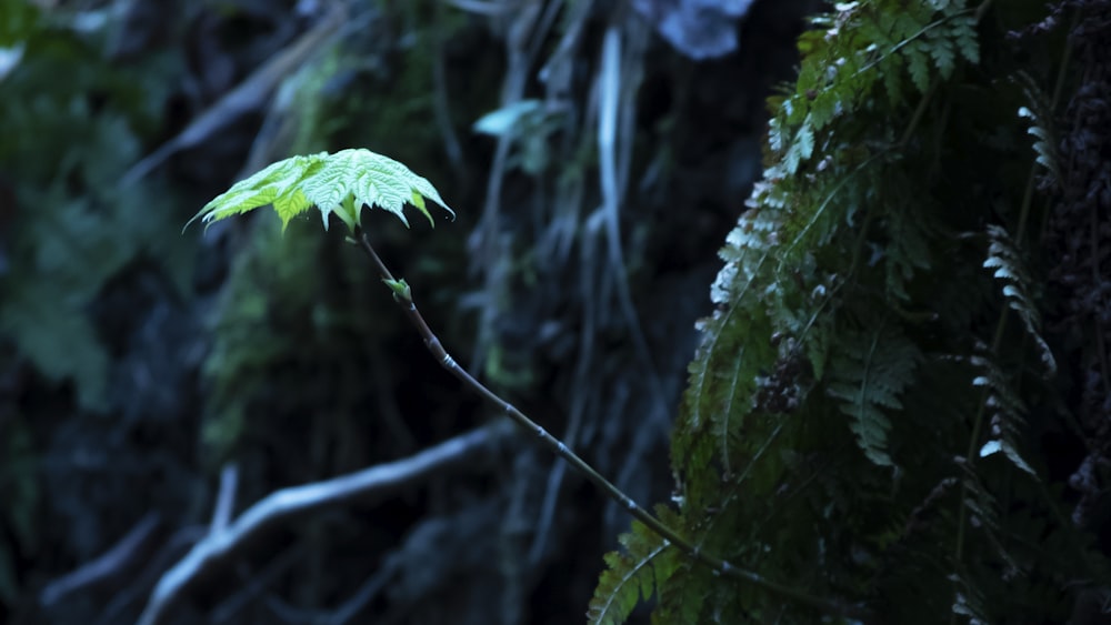 green fern leaves