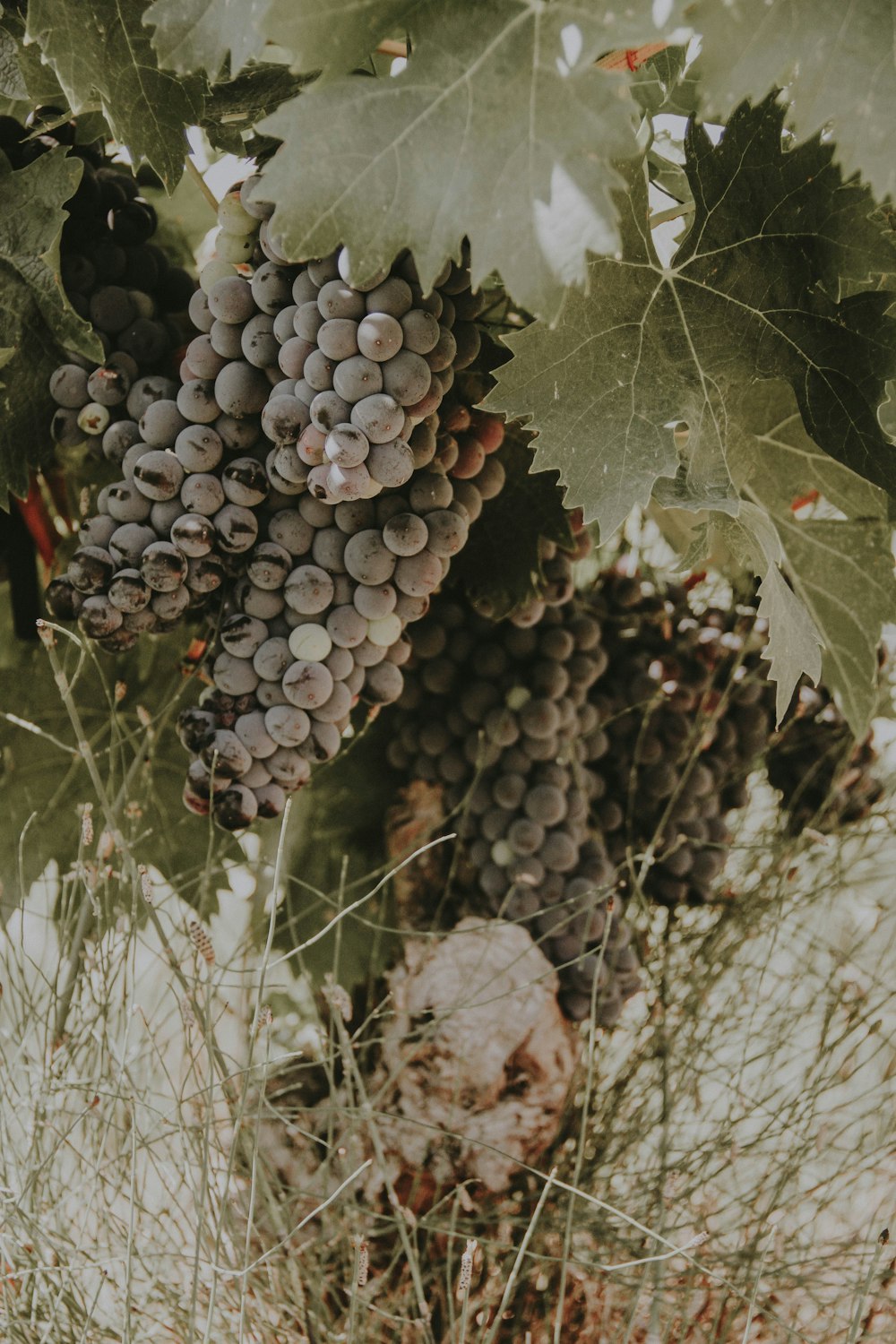 Árbol frutal de uvas verdes