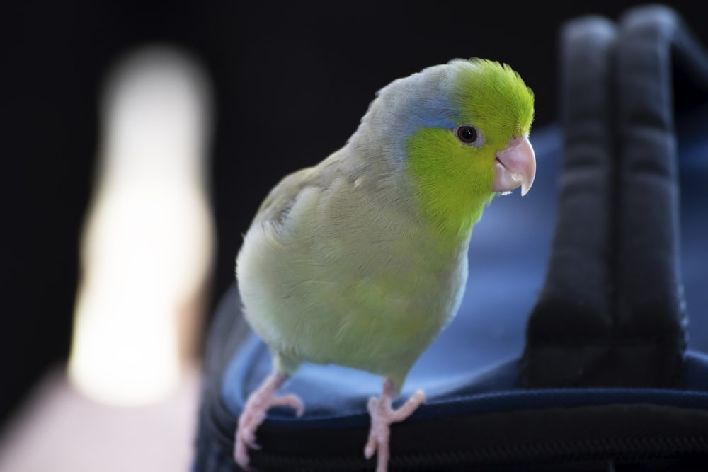 green and blue bird