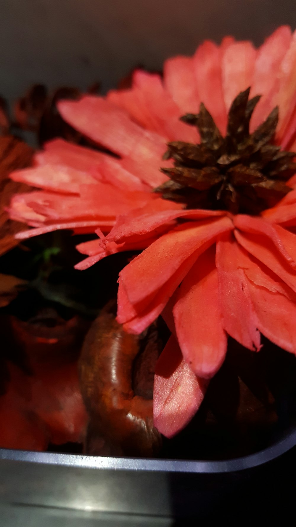 blooming red gerbera daisy flower