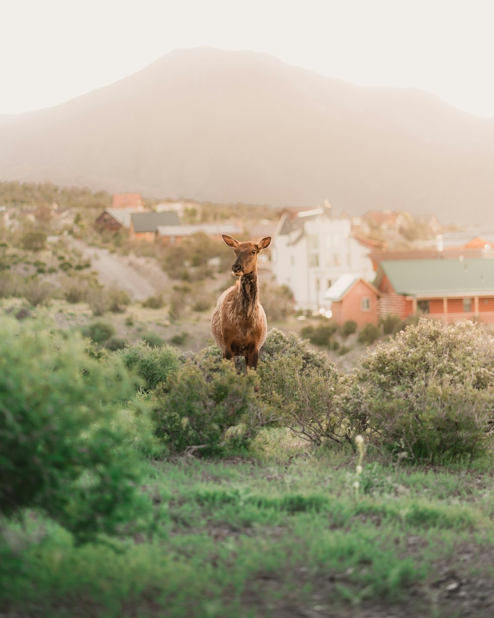 brown deer and plants near houses