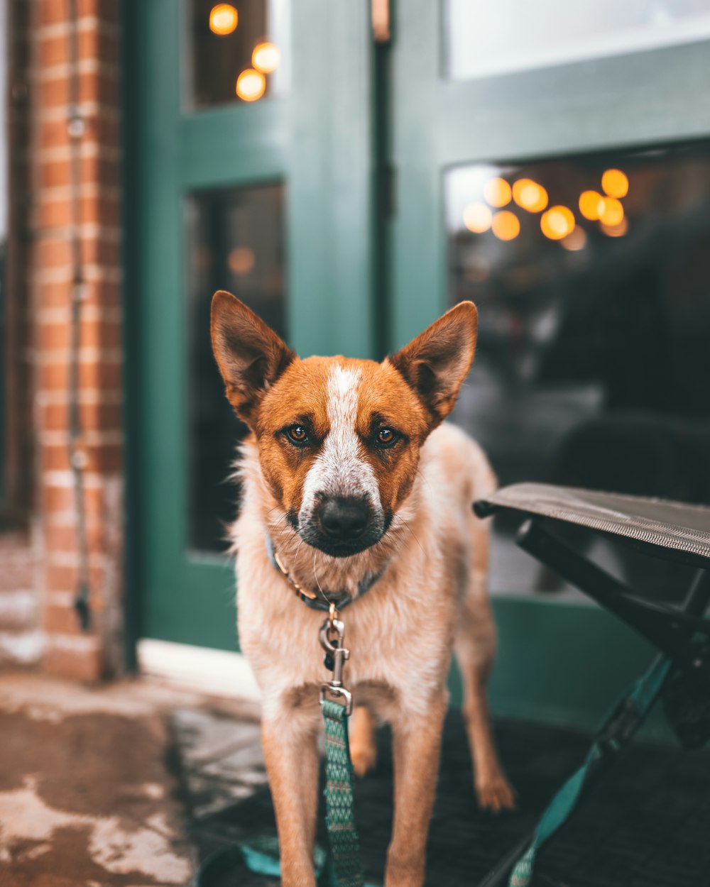 short-coated white and brown dog near closed door