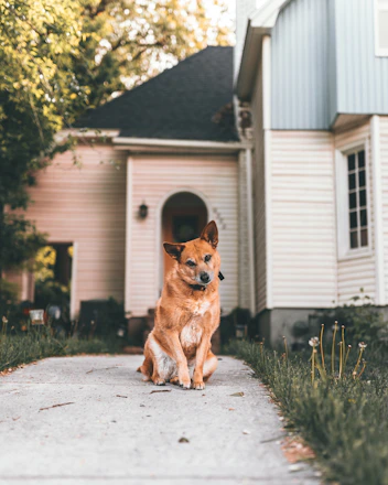 A brown dog sits on a concrete pathway in front of a house. The house has light-colored siding with a dark roof and is partially obscured by trees with green foliage. The dog appears calm and attentive, sitting amid dandelions on the grassy border of the path.