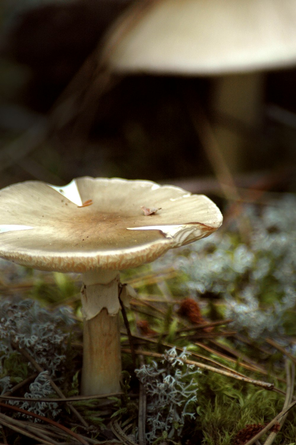 two brown and white mushrooms