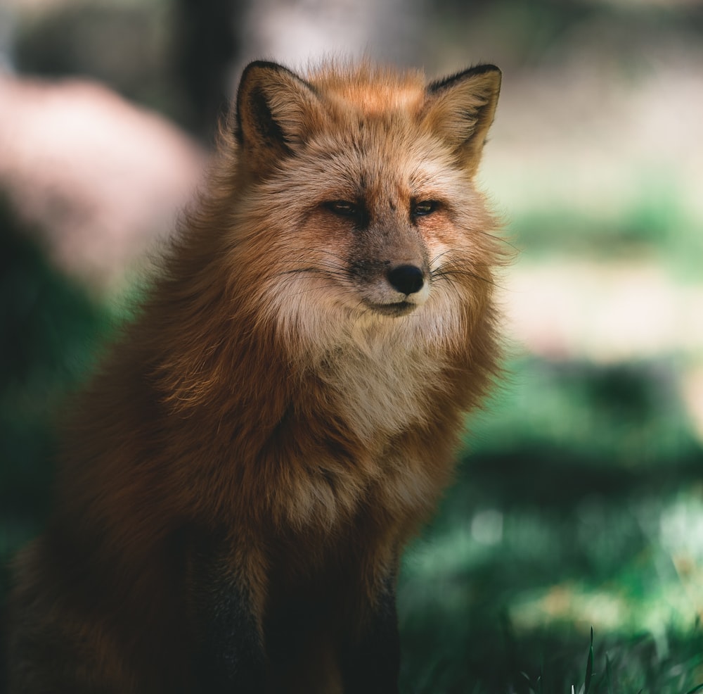 selective focus photography of brown and white fox