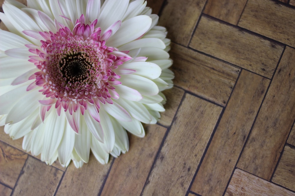 blooming white and purple gerbera daisy flower