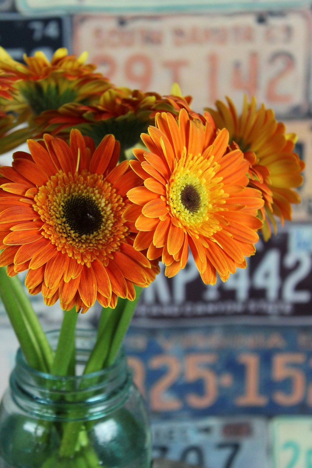 multicolored daisy flowers in clear glass vase