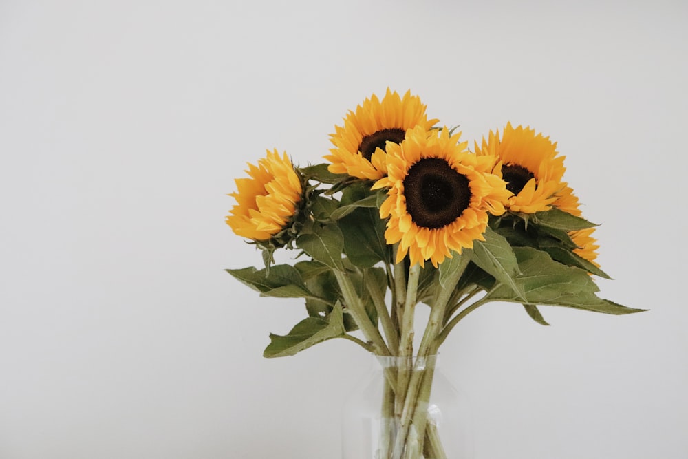 blooming orange sunflower in vase