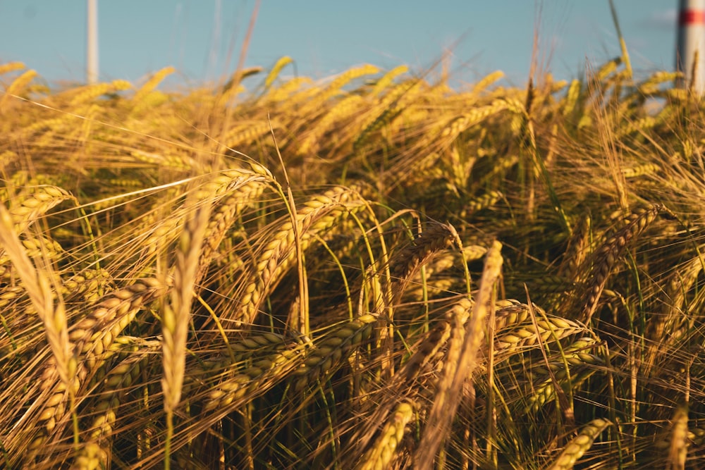 brown wheat field