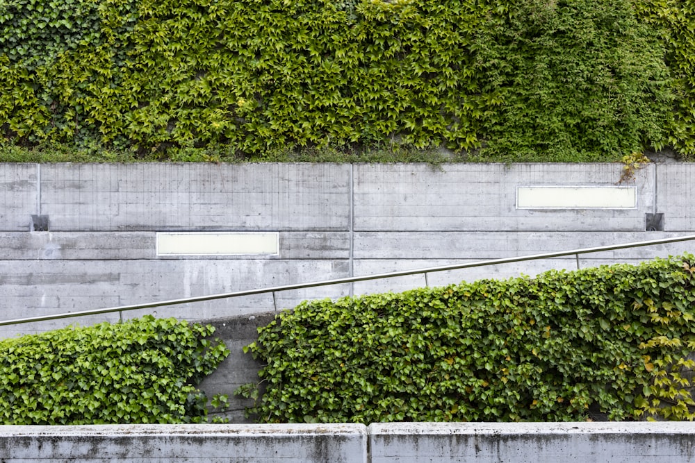 green-leafed plants