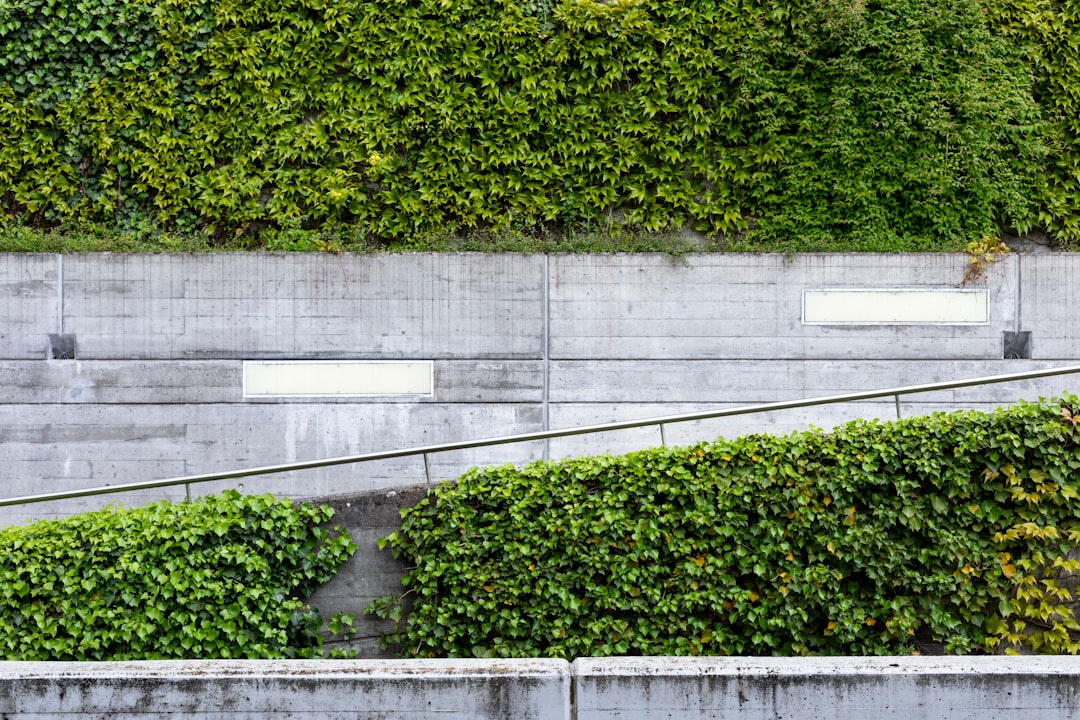 green-leafed plants