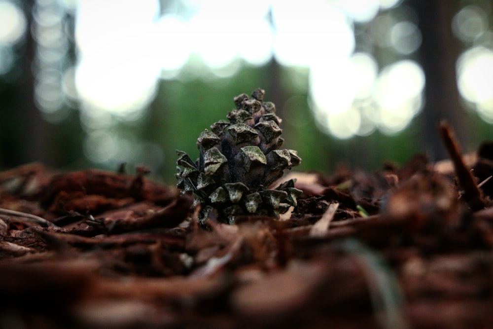 selective focus photography of gray pinecone