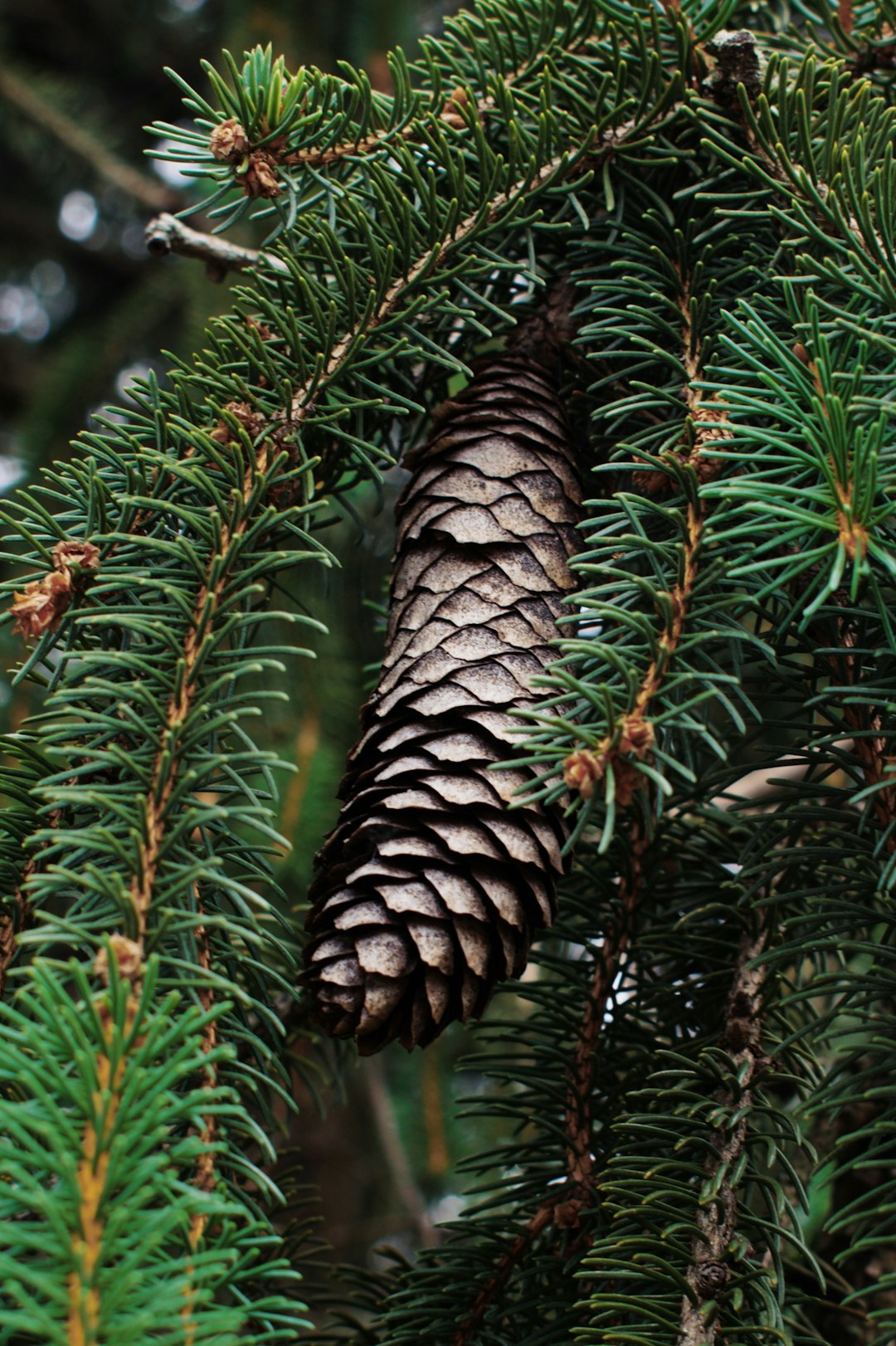 pine tree close-up photography