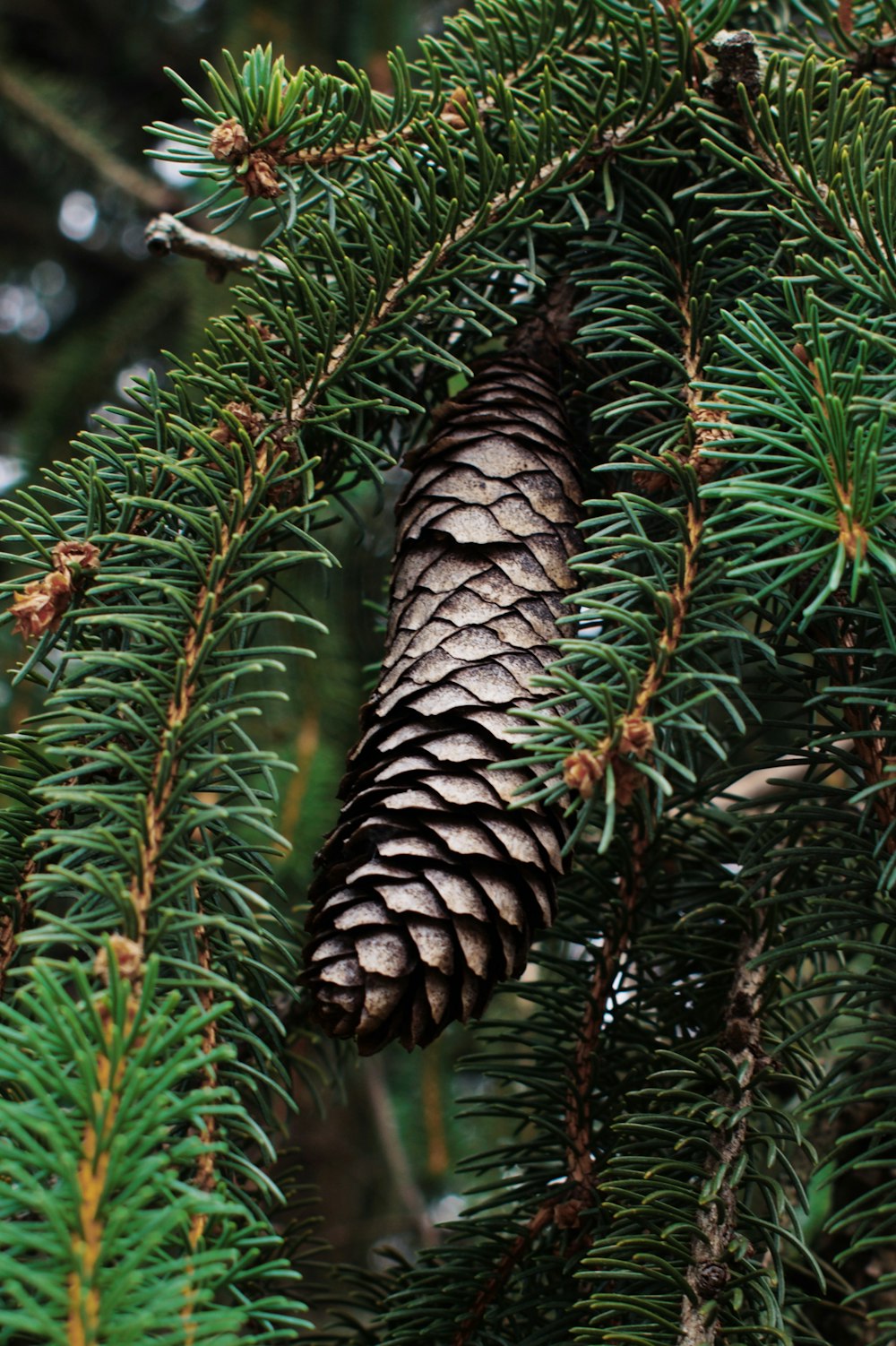 pine tree close-up photography