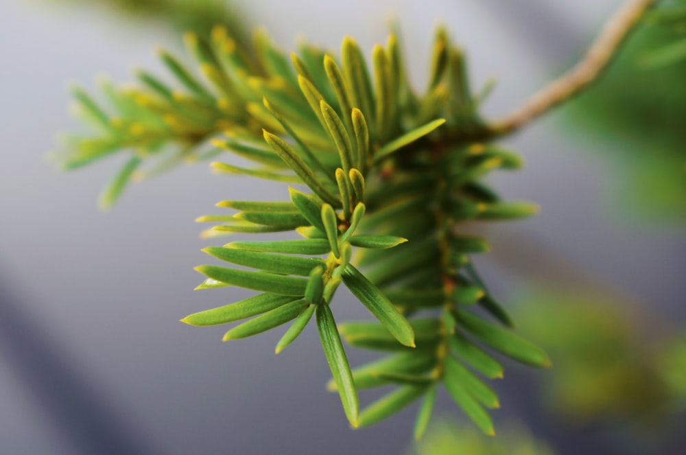 green pine leaves