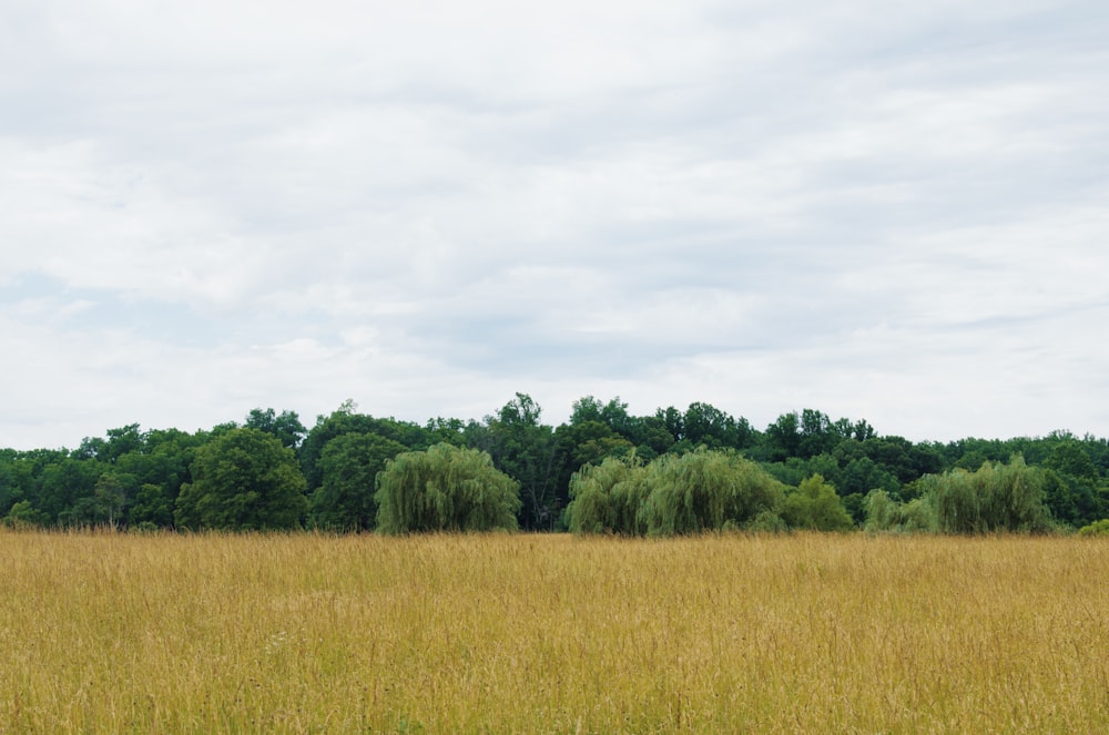 grass field under white sky