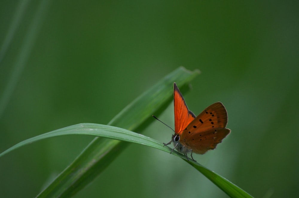 orange butterfly on a leaf