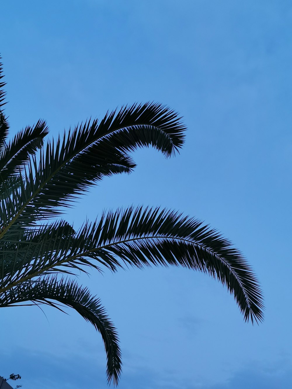 coconut tree during daytime